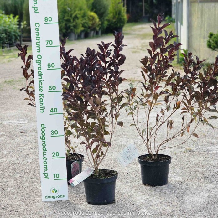 Krzewuszka cudowna Alexandra